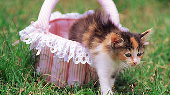 Oppps! This is not my basket :D, animal, kitten, basket, pink, white, cute, cat, funny HD wallpaper