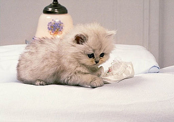 Cute, kitten, gato, animals, cat, funny, lovely HD wallpaper