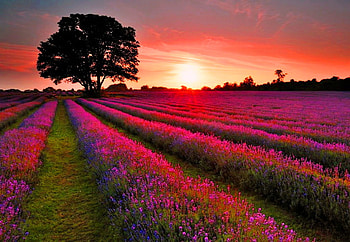 I wish you peaceful days, light, field, lavender, coral sky, reflections, sunset, tree HD wallpaper