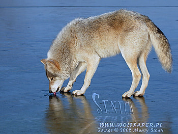 Wolf Drinking From A Pond, wolves, animals, white wolf, wolves drinking, nature, grey wolf, water HD wallpaper