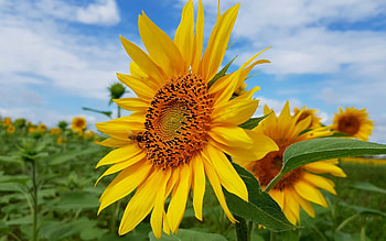 Sunflowers, flowers, plants, yellow HD wallpaper
