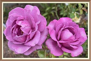 FRAMED FLOWERS, FLOWERS, NATURE, FRAMED HD wallpaper