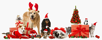 Merry Christmas!, dog, animal, white, craciun, cute, deco, cat, tree, pisica, christmas, red, funny, pet, card, caine HD wallpaper