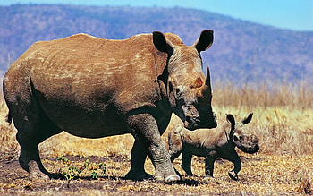 Animals, Grass, Young, Couple, Pair, Stroll, Joey, Rhinos HD wallpaper