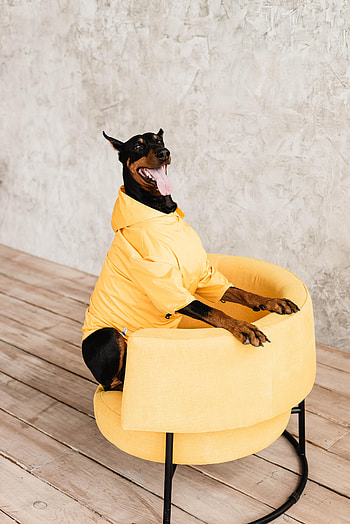 Animals, Dog, Pet, Protruding Tongue, Tongue Stuck Out, Armchair, Doberman HD phone wallpaper