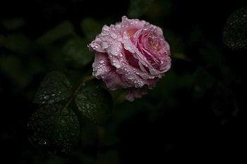 Flowers, Water, Drops, Flower, Rose Flower, Rose HD wallpaper