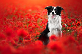Poppy Fields: Border Collie | Scarlet Poppy Pup | Border Collie in Poppy Bloom, poppy, Animal, border collie HD wallpaper