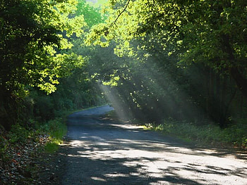Ray of Sunlight, trees, leaves, sun, light HD wallpaper