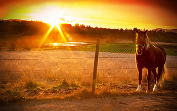 Animals, Sunset, Fence, Horse HD wallpaper