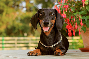 Animals, Dog, Muzzle, Rest, Relaxation, Collar, Dachshund HD wallpaper