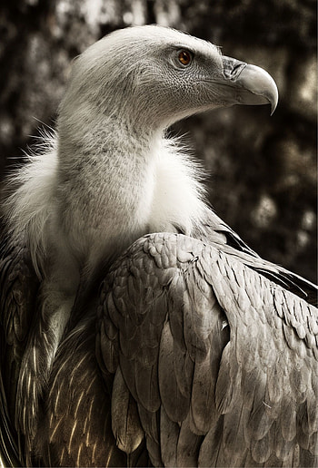 Charognard Vulture, Highest Flying Bird, Beautiful birds HD phone wallpaper