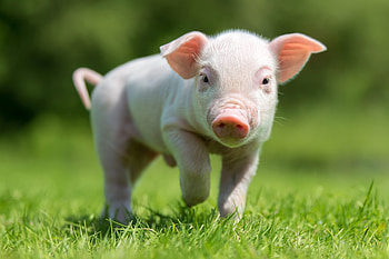 Baby Pig, animal, Pig, oink, bacon HD wallpaper