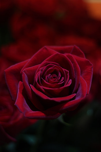 Flowers, Rose Flower, Rose, Bud, Close-Up HD phone wallpaper