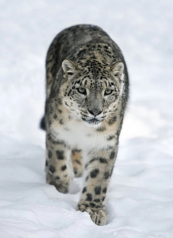 Snow Leopard, Expedition, Topliners Club HD phone wallpaper