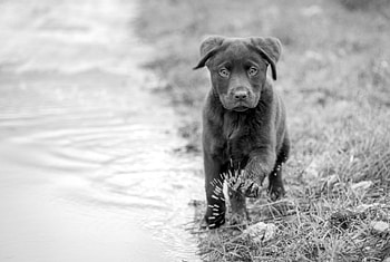Dog, sweet, animal, dogs, cute, beautiful, puppys, puppy, pretty, animals, lovely HD wallpaper