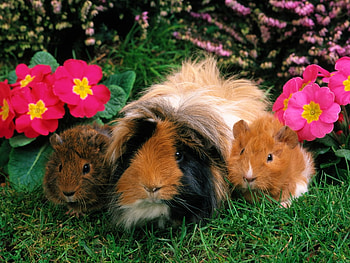 Sweet rabbits in garden, flower, baby, garden, cute, grass, rabbit HD wallpaper