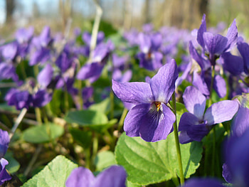 violets, viola, meadow, beautiful, purple, violet, flower, green, flowers, forest, plenty of flowers, blossom HD wallpaper