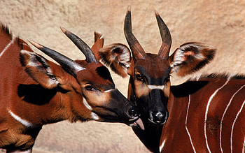 Animal antelope, High-resolution , Beautiful creature, Wildlife graphy HD wallpaper