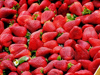 A close-up of plump, fresh strawberries showcasing vivid red colors and lush green stems. HD wallpaper