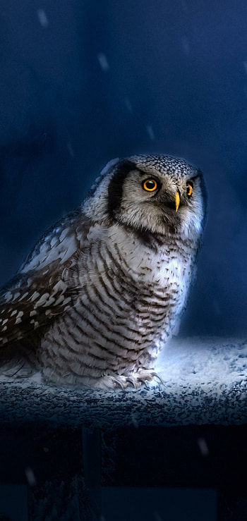 Animal, owl HD phone wallpaper