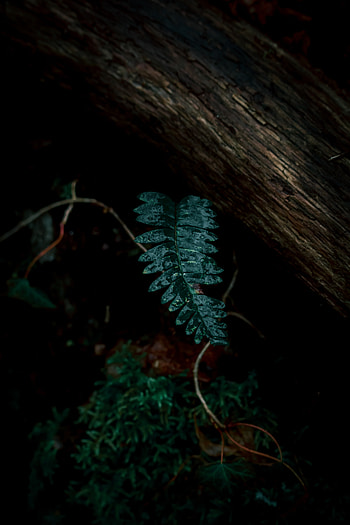 Leaves, Plant, Macro, Dark, Fern HD phone wallpaper