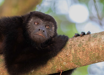 Baby, Howler Monkey HD wallpaper