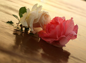 Roses, rose, black, graphy, flower, love, flowers HD wallpaper