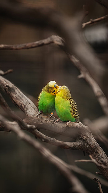 Colorful birds, Nature's marvels, Avian wonders, Wildlife graphy HD phone wallpaper
