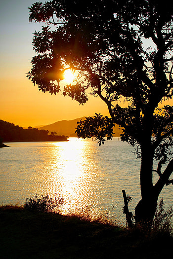 Nature, Rivers, Sunset, Silhouette, Wood, Tree HD phone wallpaper