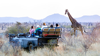 South Africa travels, South African safari HD wallpaper