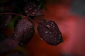 Red Leaf Droplets Dewdrops Macro Rain , leaf, dew, drops, macro, rain, nature HD wallpaper