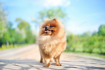 Pomeranian, Cute puppy , Top-quality , Playful little dogs HD wallpaper