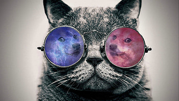 Doge HD wallpaper