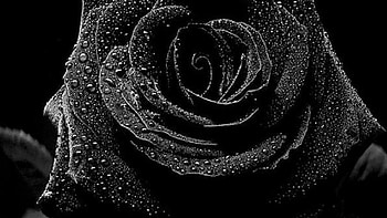 Black Rose Black Rose Â· rose flower backgrounds ... HD wallpaper