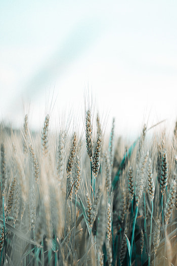 Cones, Wheat, Macro, Field, Spikelets, Grain, Cereals, Corn HD phone wallpaper