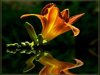 orange reflection, warm, orange, reflection, lily HD wallpaper
