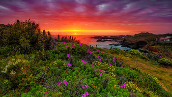 Ocean sunset, sea, summer, wildflowers, Pacific ocean, beautiful, amazing, sky, sunset, coast HD wallpaper