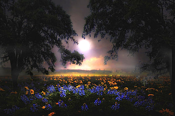Misty And Peaceful, mist, springtime, field, trees, light and dark, beautiful, flowers, sunset HD wallpaper