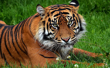 Animals, Flowers, Grass, Predator, Big Cat, Tiger HD wallpaper