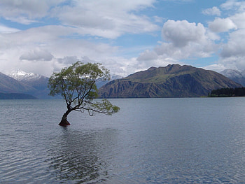 Tree, Trees HD wallpaper