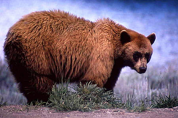 Brown-Bear, cool, brown, bear HD wallpaper