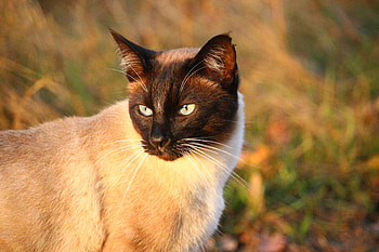 Animals, Cat, Muzzle, Siamese Cat HD wallpaper