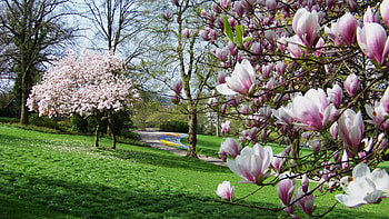 Nature, Flowers, Trees, Grass, Park HD wallpaper