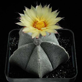cactus, macro, yellow, flower HD wallpaper