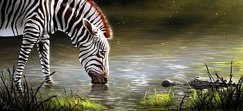 Art, Zebra, Lake, Wildlife, Animal HD wallpaper