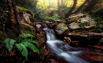 Stream, river, plants, nature, grass, tree HD wallpaper