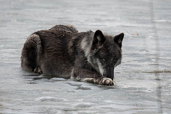 black wolf, white, timber, saying, black, wolves, , wolf, canislupus, howling, wisdom HD wallpaper