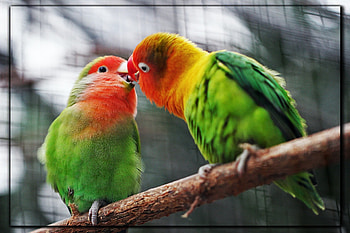 FRAMED BIRDS, NATURE, FRAMED, , BIRD HD wallpaper