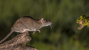 Common Rat Species, Pest Control Toronto, Rat Infestation, Urban Rat Management HD wallpaper