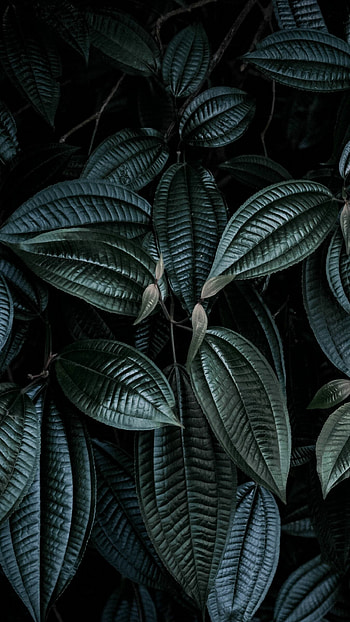 Dark leaves , Mysterious atmosphere, Black and green color scheme, Moody HD phone wallpaper